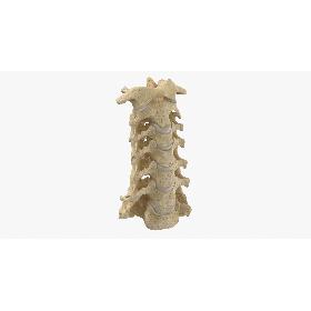 Real Human Neck Cervical Vertebrae C1 to C7 Bones With Intervertibral Disks 01 model